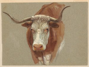 Kopf einer Kuh oder eines Ochsen von Samuel Colman