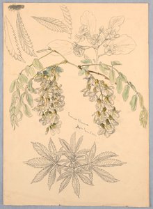 Heuschreckenblüten von Samuel Colman