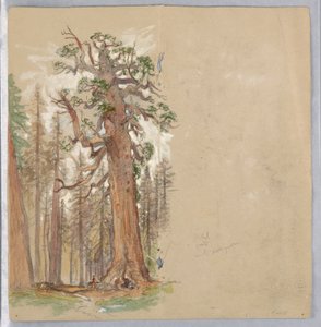 Eiche und Immergrün von Samuel Colman