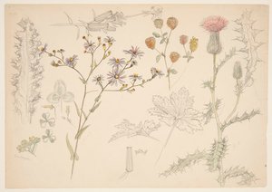 Studien von Wiesenblumen