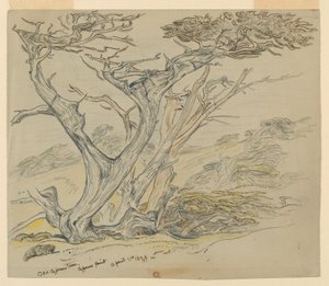 Studie alter Zypressen, Cypress Point von Samuel Colman