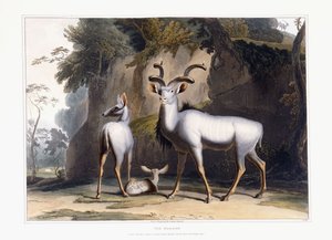 Der Kudu von Samuel Daniell