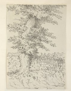 Eine Ulme in Bedminster von Samuel Hieronymous Grimm