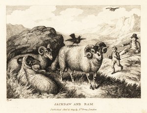 Eine Dohle singt auf dem Rücken eines Widders. 1811 (Radierung) von Samuel Howitt
