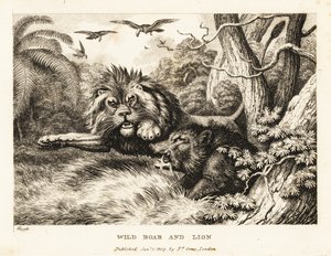 Ein Löwe und ein Wildschwein kämpfen, während Geier darüber kreisen. 1811