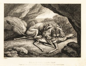 Ein Löwe frisst den Kadaver eines Hirsches in einer Höhle. 1811