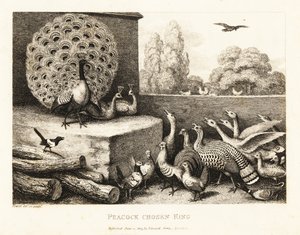Ein Pfau wird zum König der Hofvögel gewählt. 1811 von Samuel Howitt