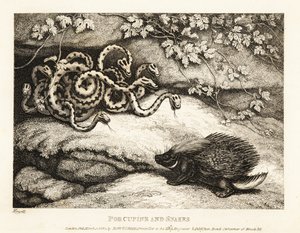 Die scharfen Stacheln eines Stachelschweins vertreiben ein Nest von Schlangen aus einer Höhle. 1811
