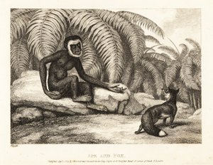 Ein schwanzloser Affe bittet einen Fuchs um etwas von seinem Schwanz. Affe und Fuchs. 1811 (Radierung)