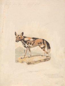 Abessinischer Hund