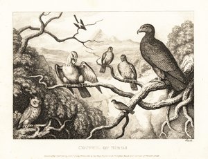 Ein Adler präsidiert über ein Gericht von Vögeln in einem Baum. 1811 (Radierung) von Samuel Howitt