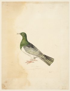 Vogel - Columba, ca. 1765-22
