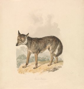 Canis Lupus, oder Grauer Wolf von Samuel Howitt