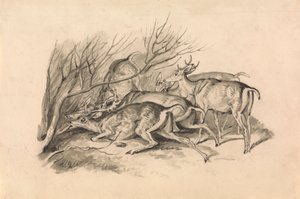 Hirsche vor einem Dickicht von Samuel Howitt
