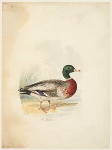 Ente - Anas boschas (recto), ca. 1813-22 von Samuel Howitt