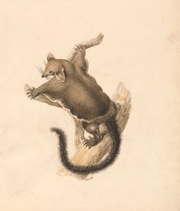 Fliegendes Eichhörnchen von Samuel Howitt