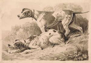 Jagdhunde