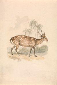 Hog Deer von Samuel Howitt