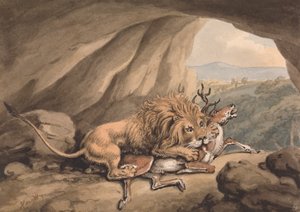 Löwe greift einen Hirsch an
