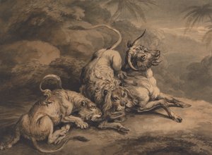 Löwe und Löwin greifen einen Ochsen an von Samuel Howitt