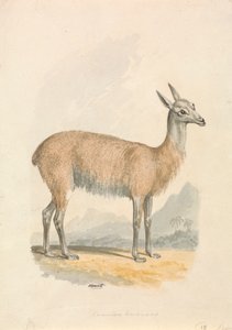 Lama