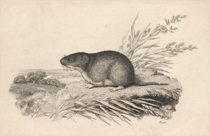 Bisamratte von Samuel Howitt