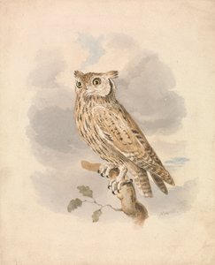 Zwergohreule von Samuel Howitt