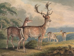 Hirsch, Hirschkuh und Rehkitze