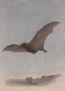 Studie einer Vampirfledermaus