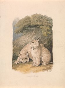 Der Kanada-Luchs aus dem Leben von Samuel Howitt