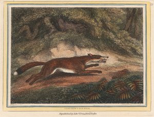 Der gejagte Fuchs
