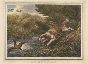 Der Wasserspaniel