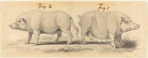 Zwei chinesische Schweine von Samuel Howitt