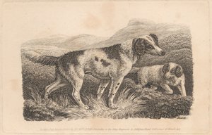 Zwei Hunde