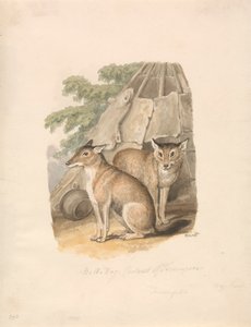 Zwei Huskies von Samuel Howitt