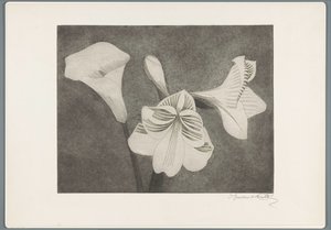 Amaryllis und Aronstab von Samuel Jessurun de Mesquita (signed by artist)