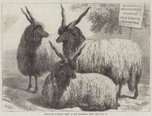 Ungarische Bergschafe auf der Smithfield Show