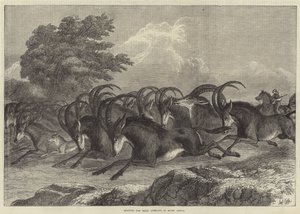 Jagd auf den Säbelantilopen in Südafrika