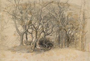 Studie von Bäumen, Clovelly Park von Samuel Palmer