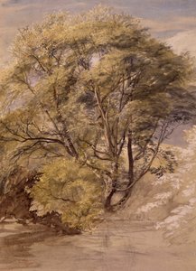 Studie einer Weide, um 1850