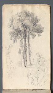 Skizzenbuch: Baumstudie