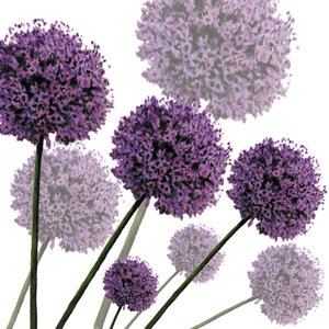 Allium Fernandez, 2004 von Sarah Hough