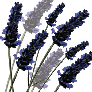 Süßer Lavendel, 2004 von Sarah Hough