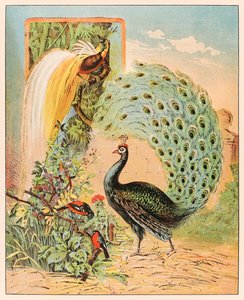 Ein Pfau unter anderen exotischen Vögeln in der Voliere des Barnum & Bailey Circus aus P.T. Barnum
