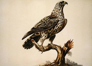 Ein Bussard