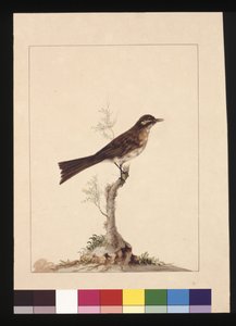 Seite 14. Gelbohr-Fänger. Jetzt bekannt als Yellow-faced Honeyeater, ca. 1789-90