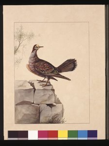 Seite 15. Goldflügeltaube. Jetzt bekannt als ein Wald-Bronzeflügeltaube, ca. 1789-90 von Sarah Stone
