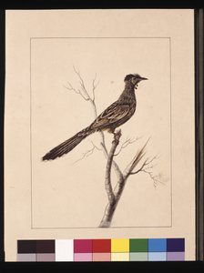 Seite 17. Wattle Bee Eater. Jetzt bekannt als ein Roter Wattle-Vogel, ca. 1789-90