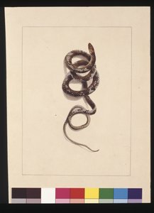 Seite 20. Schlange Nr. 1. Jetzt bekannt als Braune Schlange, ca. 1789-90