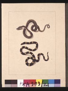 Seite 21. Schlangen Nr. 1 & Nr. 2. Jetzt bekannt als junger Diamantschlange & Bandy-Bandy, ca. 1789-90